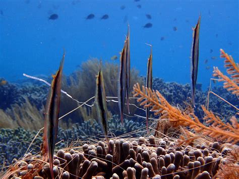 razor fish gaming|razorfish company.
